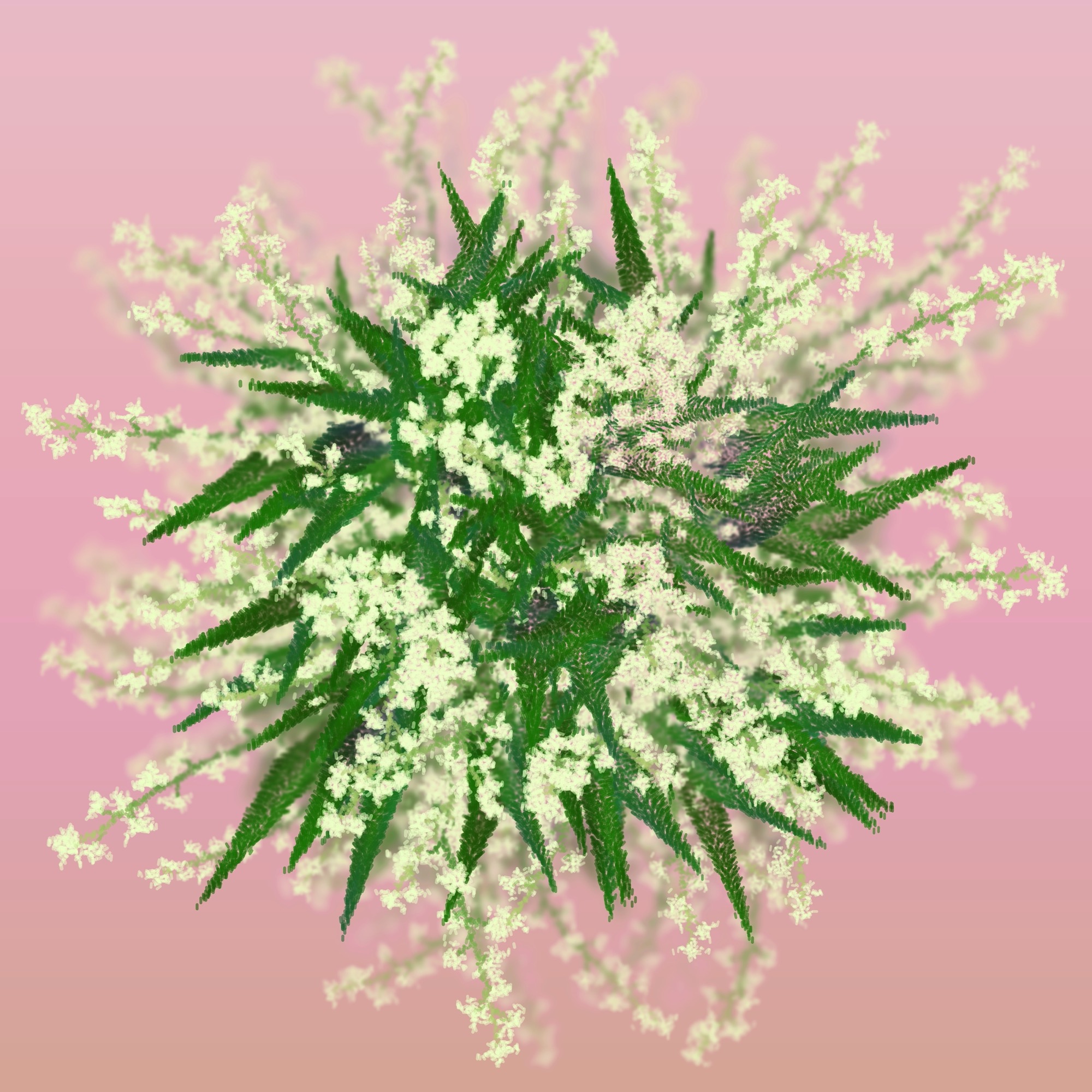 Cattleya by Ben Snell: Cattleya (0x36c) ∼ demo